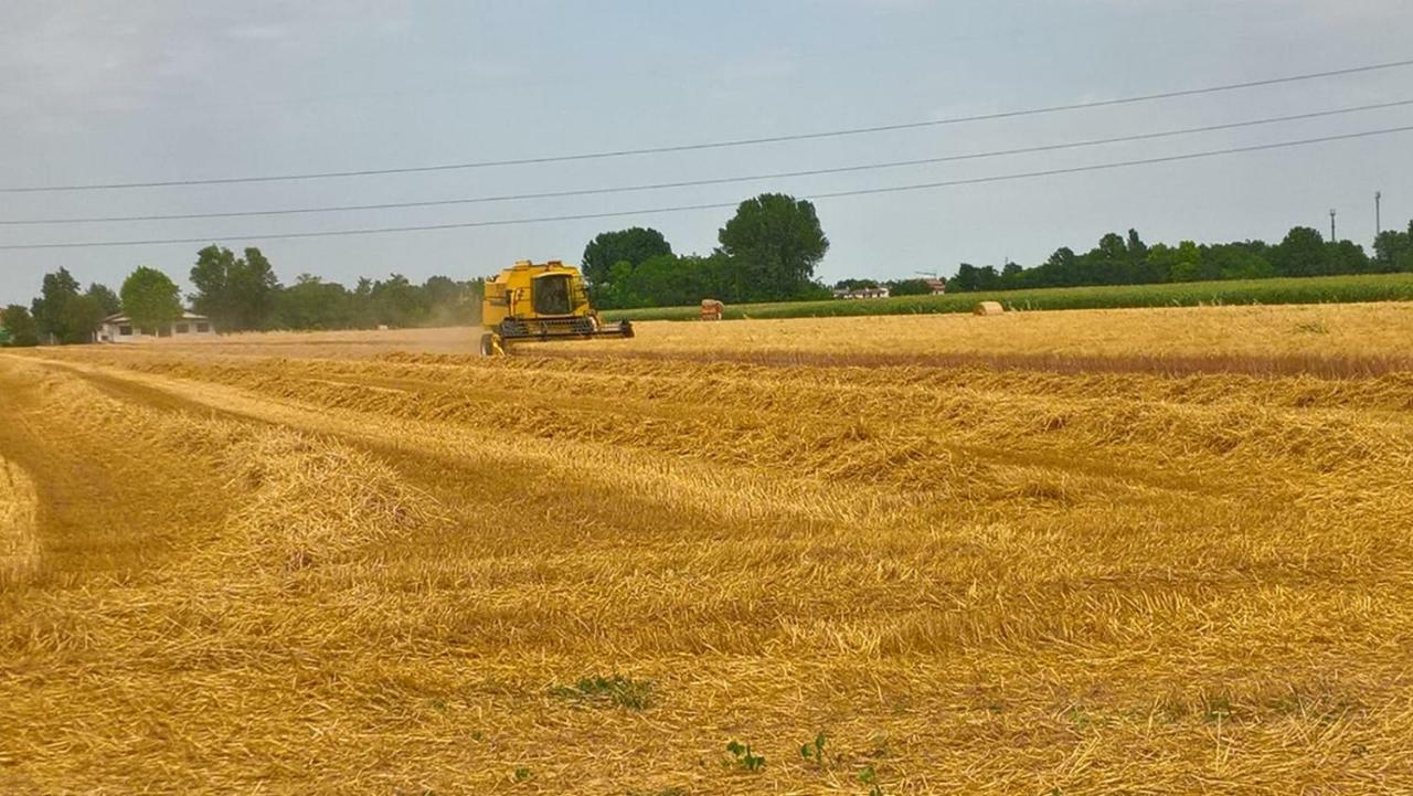 Agriturismo Cipolli E Podo Corte Carlini 曼托瓦 外观 照片